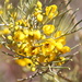Desert Flowers by terryliv