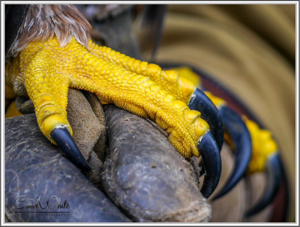 Talons (Golden Eagle) by carolmw
