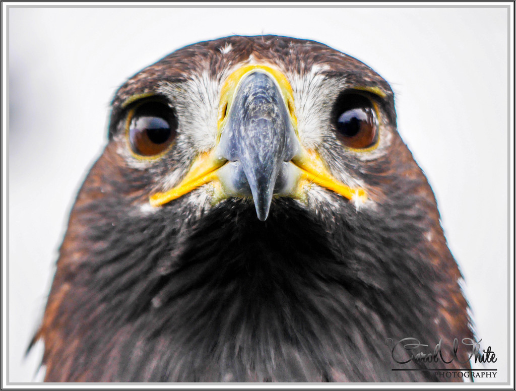 "Don't Mess With Me!!" (Golden Eagle)best viewed on black. by carolmw