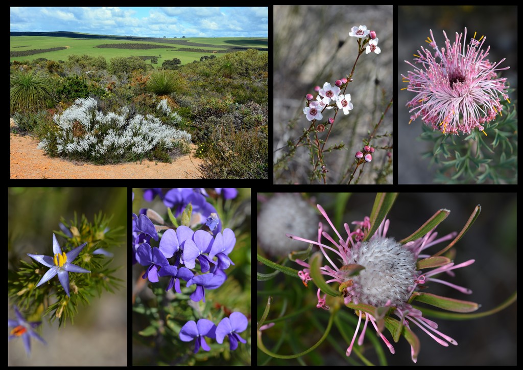 Western Australia is in Bloom by merrelyn
