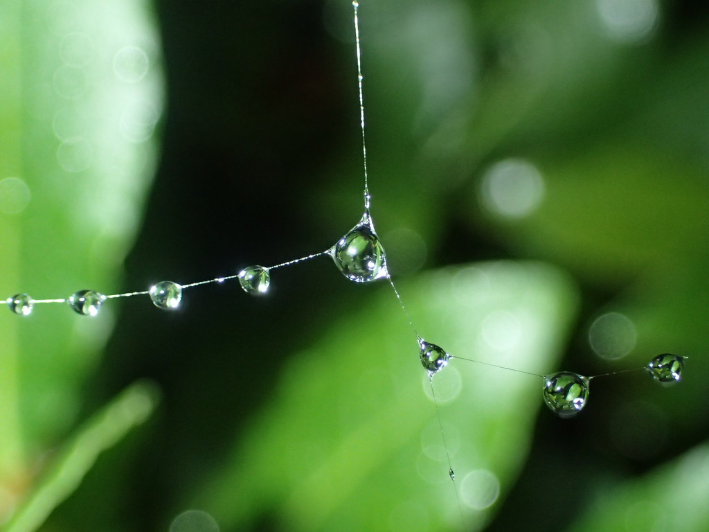 Droplets on a Web by mattjcuk