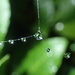 Droplets on a Web by mattjcuk