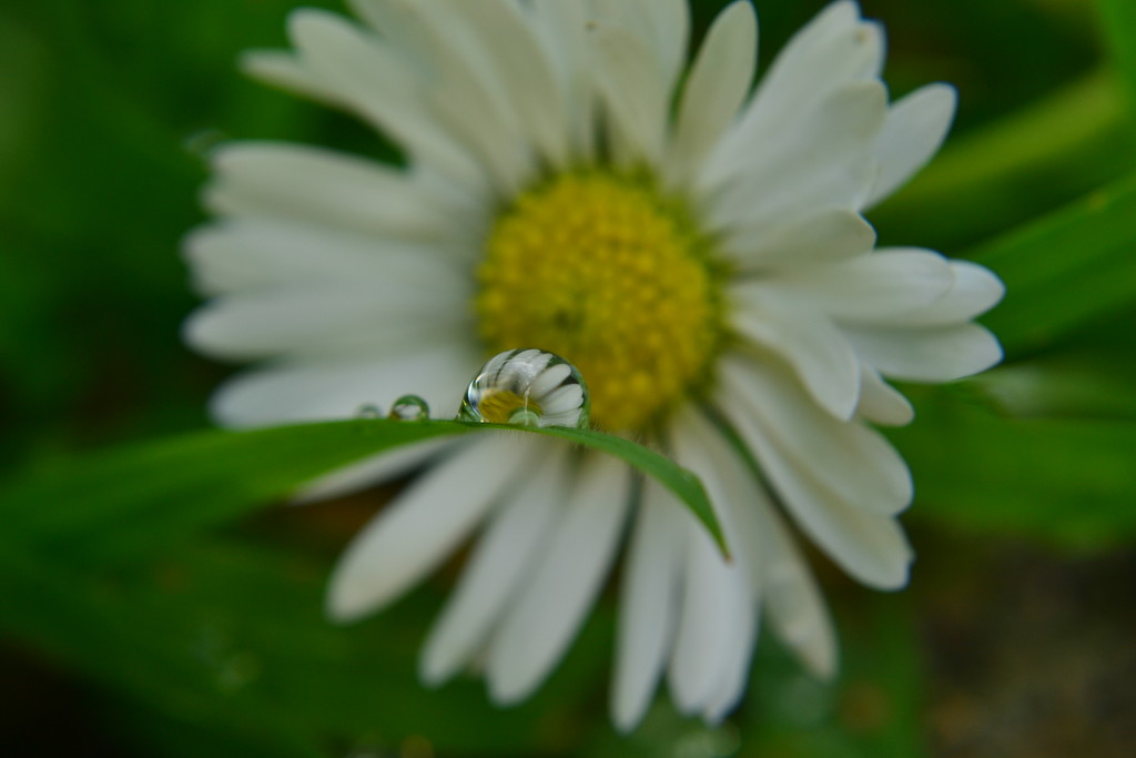 Tiny lawn daisy in raindrops by ziggy77