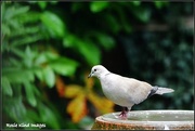 31st Aug 2015 - Collared dove