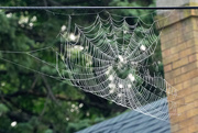 31st Aug 2015 - Spiderweb and Chimney