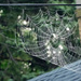 Spiderweb and Chimney by rminer
