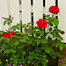 My rose bush by elisasaeter