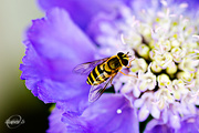 31st Aug 2015 - Hoverfly