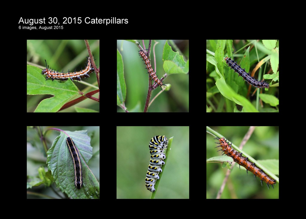 August 30, 2015 Caterpillars by cjwhite