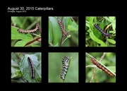 31st Aug 2015 - August 30, 2015 Caterpillars