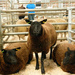 Ba Ba Three Black Sheep by shirleybankfarm
