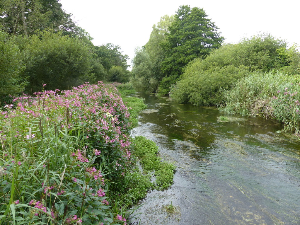  The Beautiful River Frome by susiemc