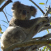 vigilant by koalagardens