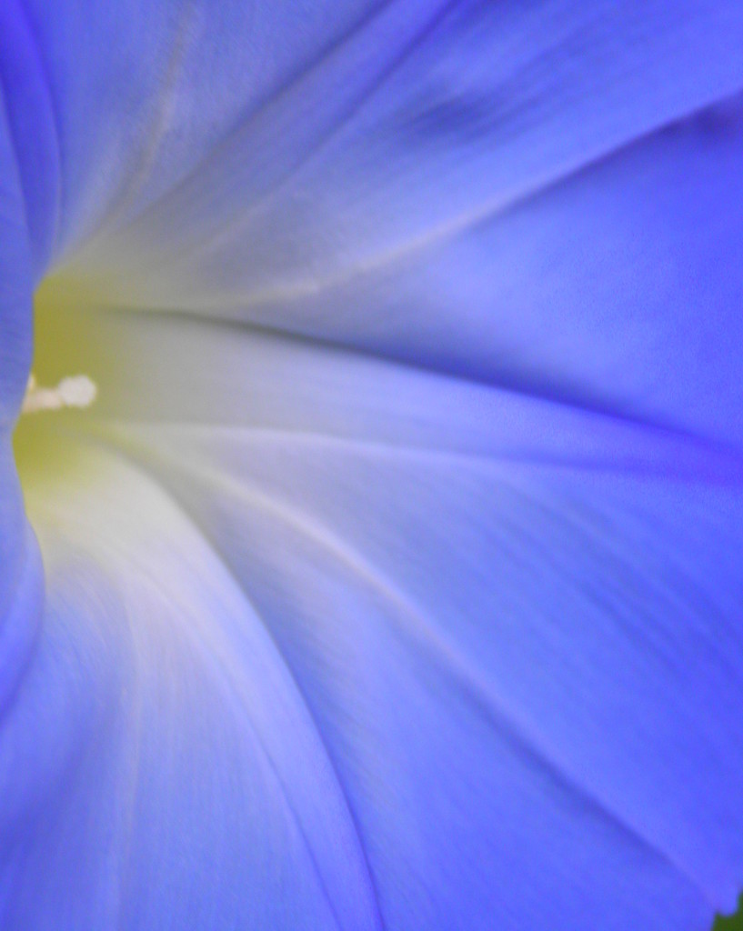 Blue Dream by daisymiller