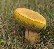 31st Aug 2015 - Mushroom Soufflé