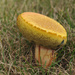 Mushroom Soufflé by loweygrace