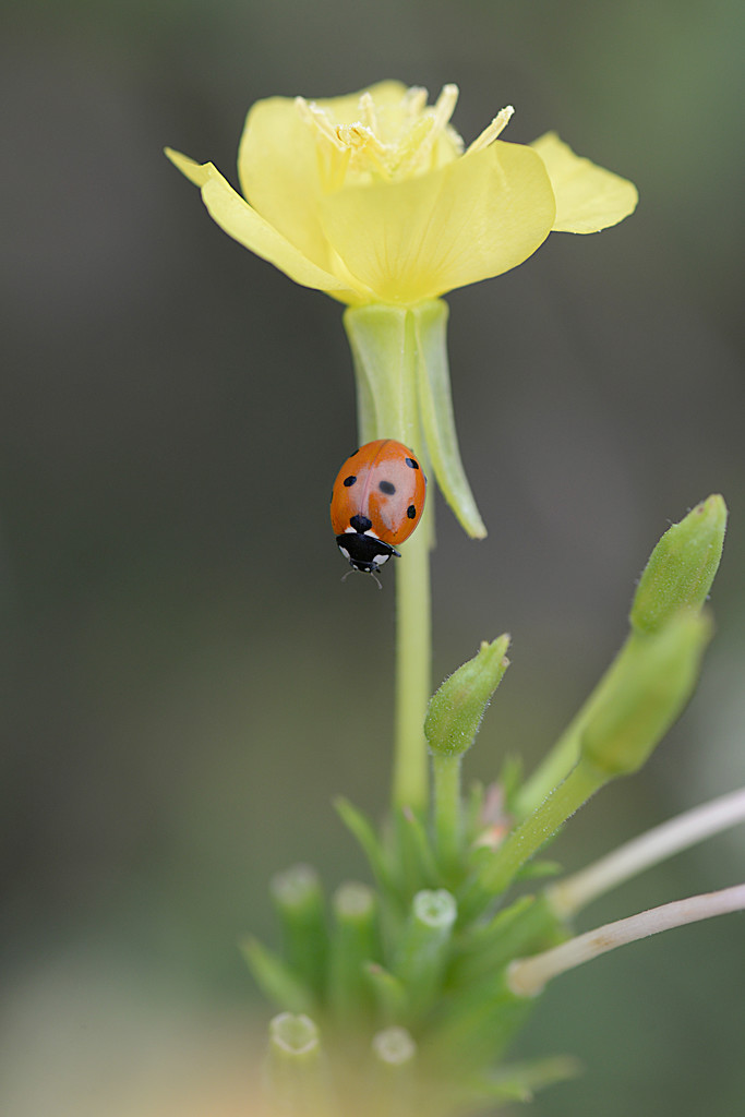 Ladybug on the yellow flower! by fayefaye