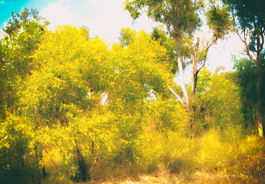 and the yellow is wattle by annied