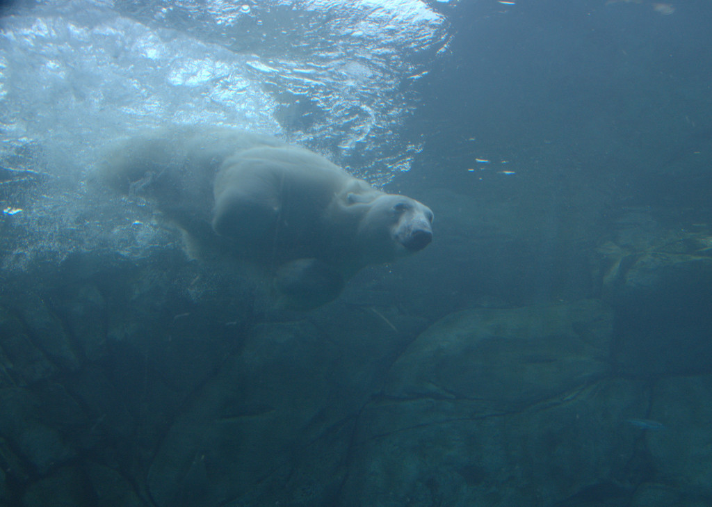 Polar Bear Dive by jayberg