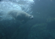 31st Aug 2015 - Polar Bear Dive