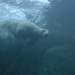 Polar Bear Dive by jayberg