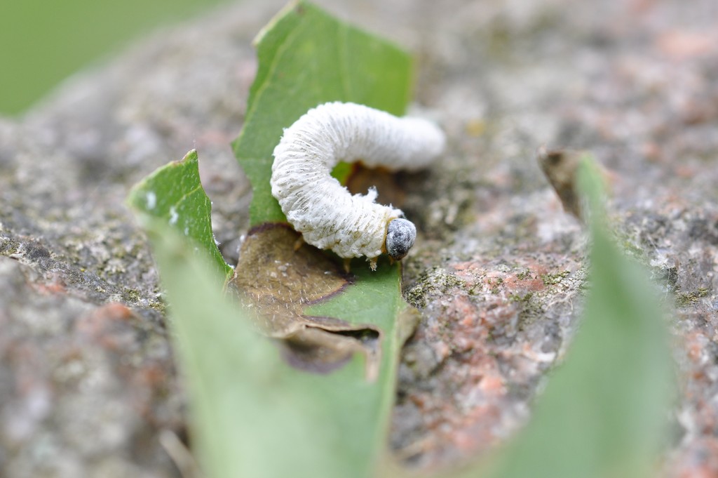Apparently not a White Caterpillar, but a Dogwood Sawfly Larvae by frantackaberry