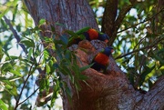 1st Sep 2015 - 'Mumma' AND 'Poppa' guarding the nest...