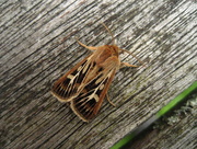 1st Sep 2015 - Antler moth