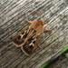 Antler moth by steveandkerry