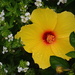 Hibiscus, Magnolia Gardens, Charleston, SC by congaree