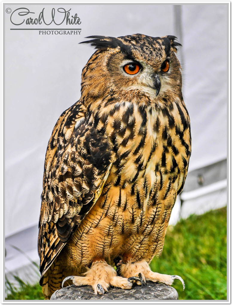 Eagle Owl by carolmw