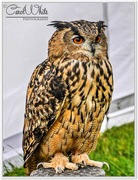 1st Sep 2015 - Eagle Owl