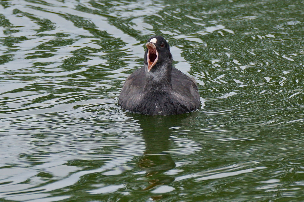 TIRED OLD COOT by markp