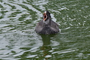 30th Aug 2015 - TIRED OLD COOT