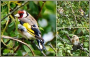 1st Sep 2015 - Goldfinches