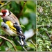 Goldfinches by rosiekind