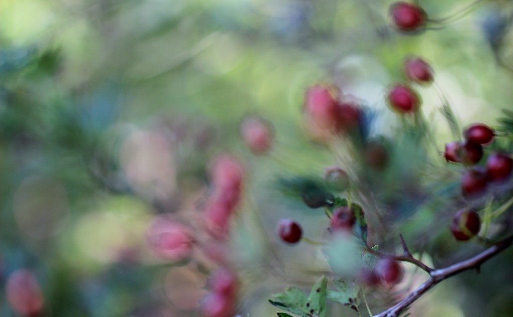 Berry, Very Out Of Focus by motherjane