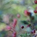 Berry, Very Out Of Focus by motherjane