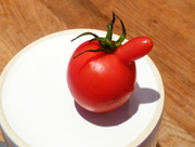 25th Aug 2015 - Comedy tomato