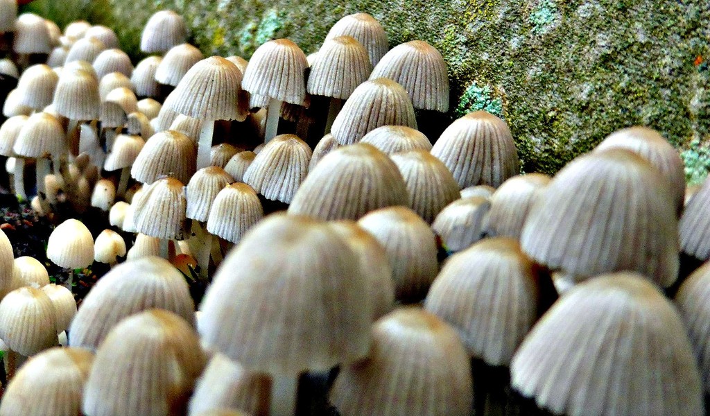 Fairy Inkcaps. by wendyfrost