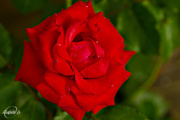1st Sep 2015 - My Rose