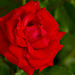 My Rose by elisasaeter