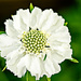 White Scabiosa by elisasaeter