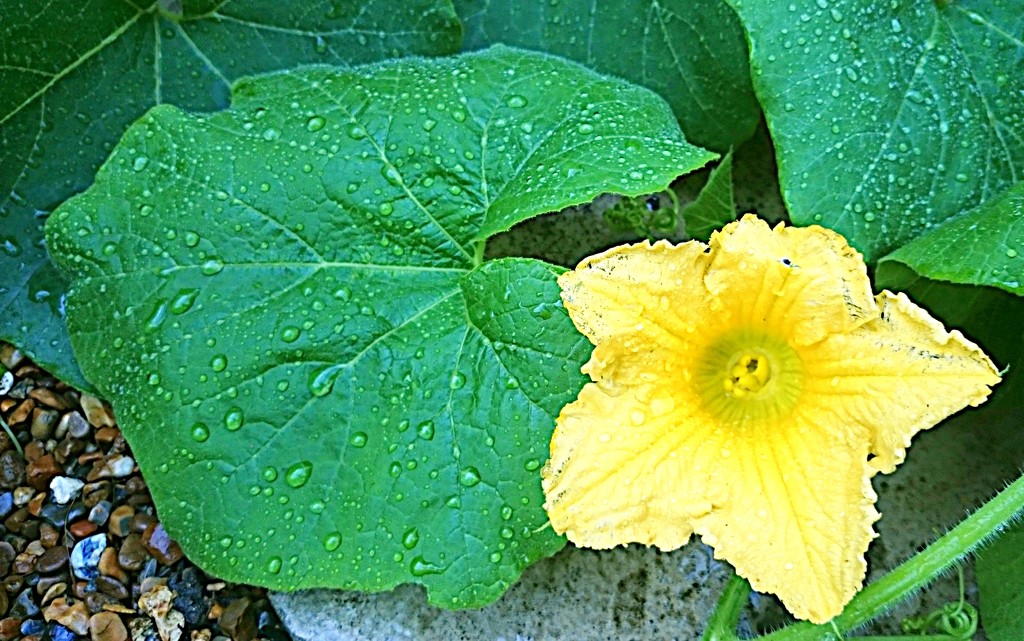 Squash flower by boxplayer