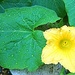 Squash flower by boxplayer