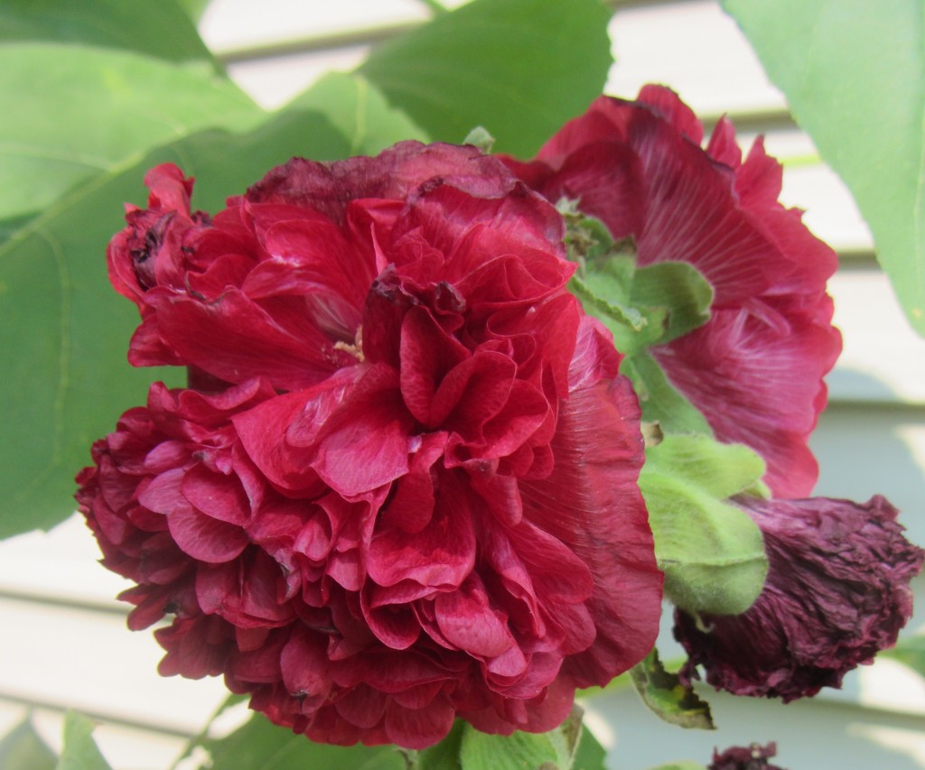 A double hollyhock by mlwd
