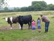 11th Aug 2015 -  Learning about Cows