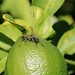 A Wasp on our Young Lemon by markandlinda