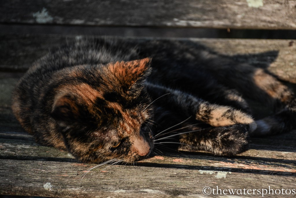 Callie in the late afternoon sun by thewatersphotos