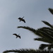 Geese Flying Overhead by markandlinda